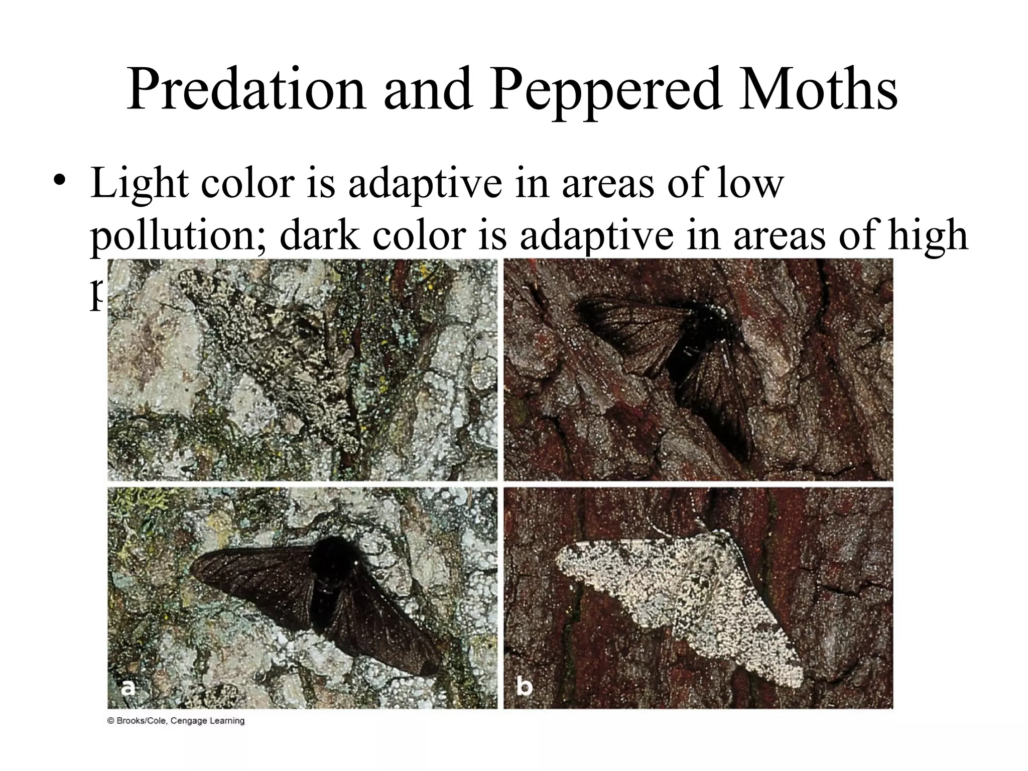 Predation and Peppered Moths
• Light color is adaptive in areas of low
pollution; dark color is adaptive in areas of high
pollution
 