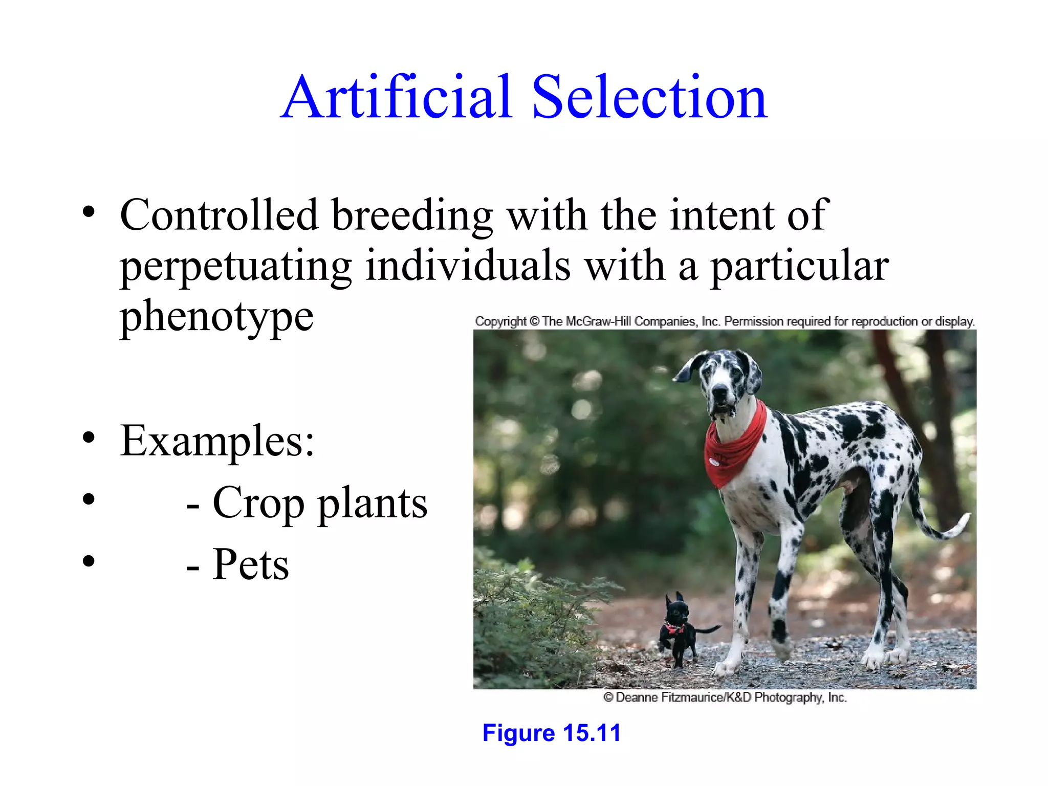 Artificial Selection
• Controlled breeding with the intent of
perpetuating individuals with a particular
phenotype
• Examples:
• - Crop plants
• - Pets
Figure 15.11
 