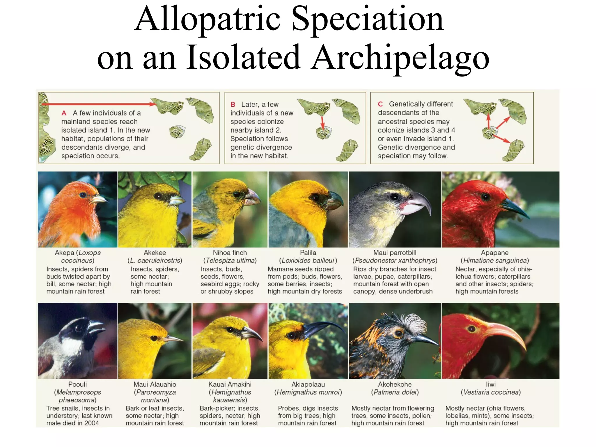 Allopatric Speciation
on an Isolated Archipelago
 