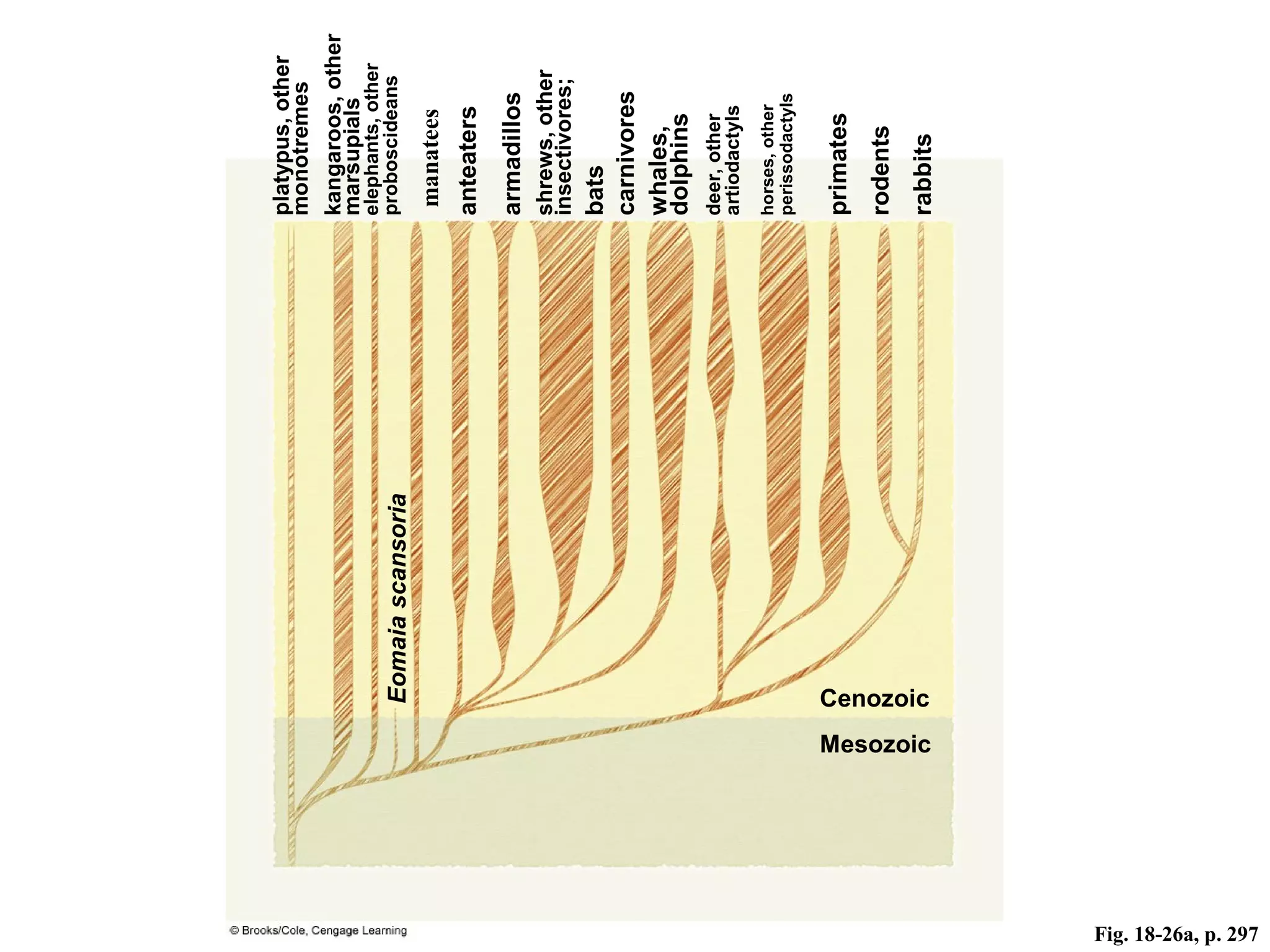 Fig. 18-26a, p. 297
platypus,other
monotremes
kangaroos,other
marsupials
elephants,other
proboscideans
anteaters
armadillos
shrews,other
insectivores;
bats
carnivores
whales,
dolphins
deer,other
artiodactyls
horses,other
perissodactyls
primates
rodents
rabbits
Eomaiascansoria
Cenozoic
Mesozoic
manatees
 