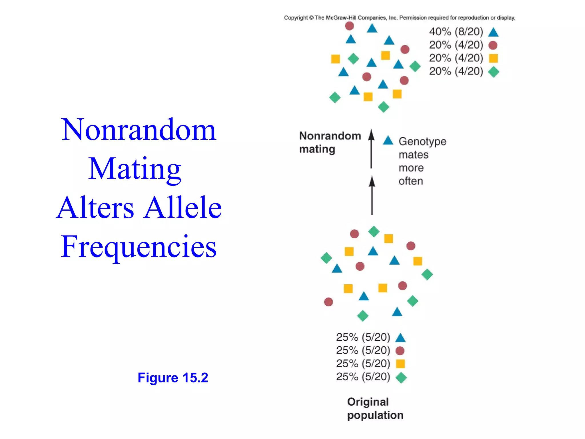 Nonrandom
Mating
Alters Allele
Frequencies
Figure 15.2
 