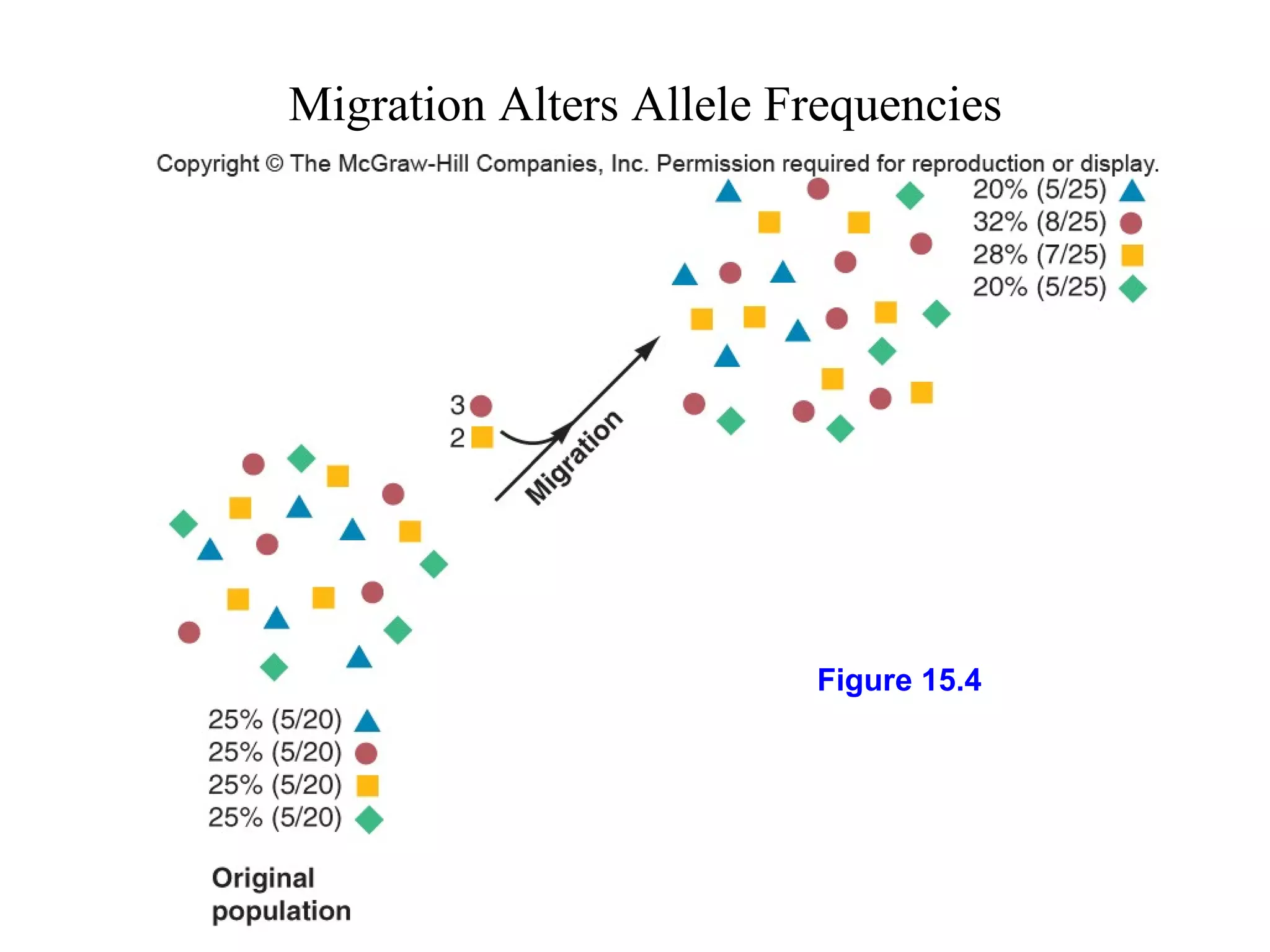 Migration Alters Allele Frequencies
Figure 15.4
 