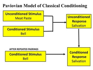 Paviovian Model of Classical Conditioning
AFTER REPEATED PAIRINGS
Unconditioned Stimulus
Meat Paste
Conditioned Stimulus
Bell
Conditioned Stimulus
Bell
Unconditioned
Response
Salivation
Conditioned
Response
Salivation
 
