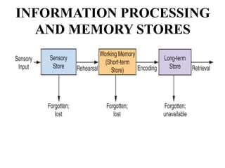 INFORMATION PROCESSING
AND MEMORY STORES
 