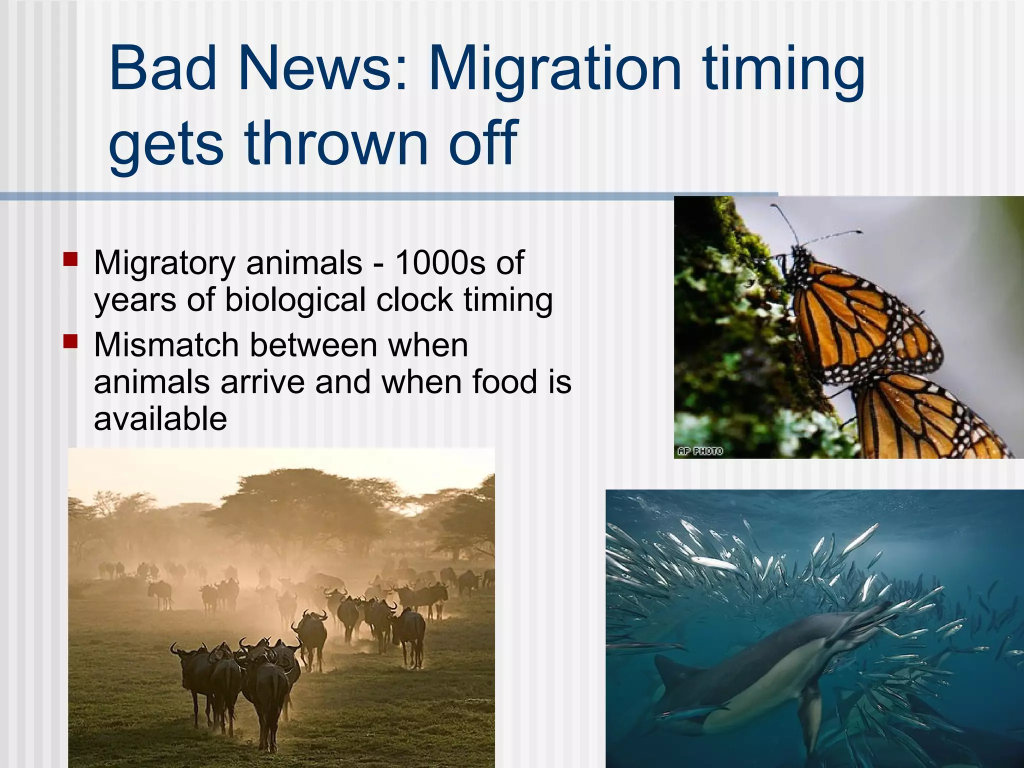 Bad News: Migration timing
gets thrown off
 Migratory animals - 1000s of
years of biological clock timing
 Mismatch between when
animals arrive and when food is
available
 