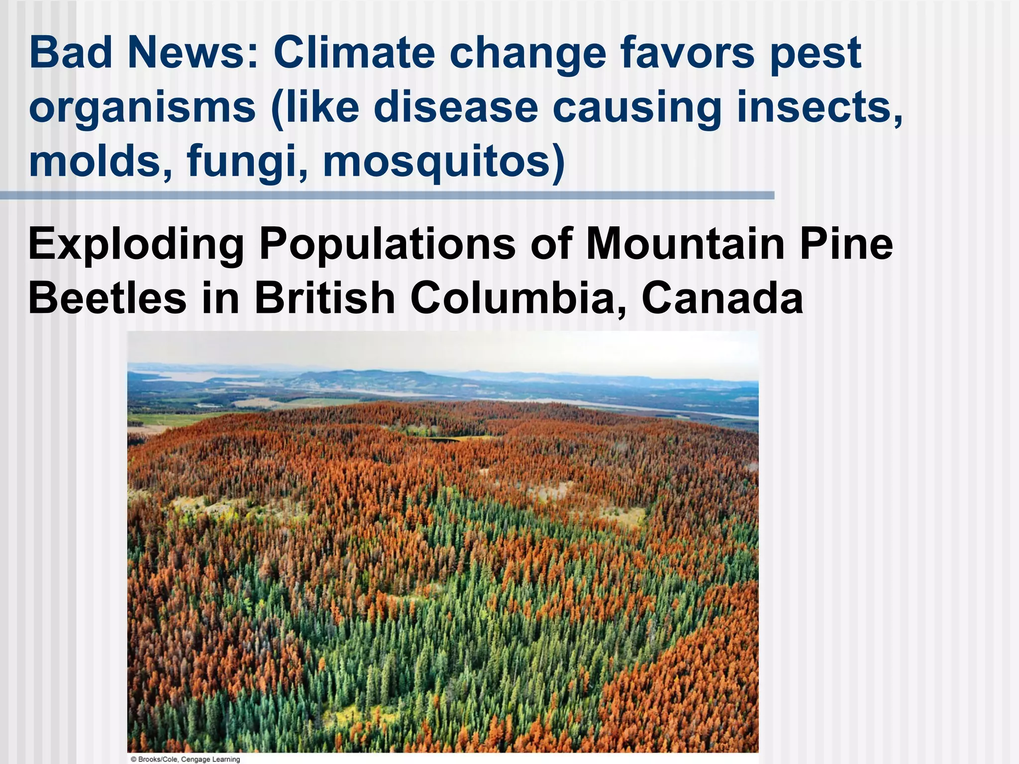 Exploding Populations of Mountain Pine
Beetles in British Columbia, Canada
Bad News: Climate change favors pest
organisms (like disease causing insects,
molds, fungi, mosquitos)
 
