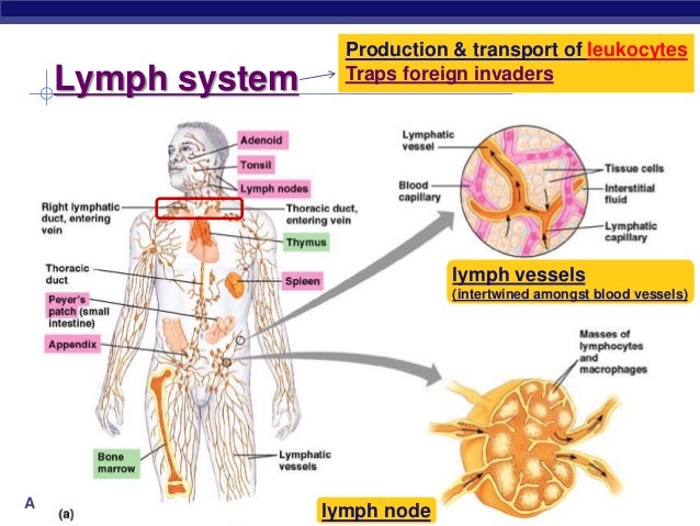 AP Biology Ch. 35 Immune System