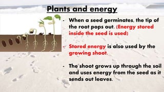 Plants and energy
- When a seed germinates, the tip of
the root pops out. (Energy stored
inside the seed is used)
- Stored energy is also used by the
growing shoot.
- The shoot grows up through the soil
and uses energy from the seed as it
sends out leaves.
 