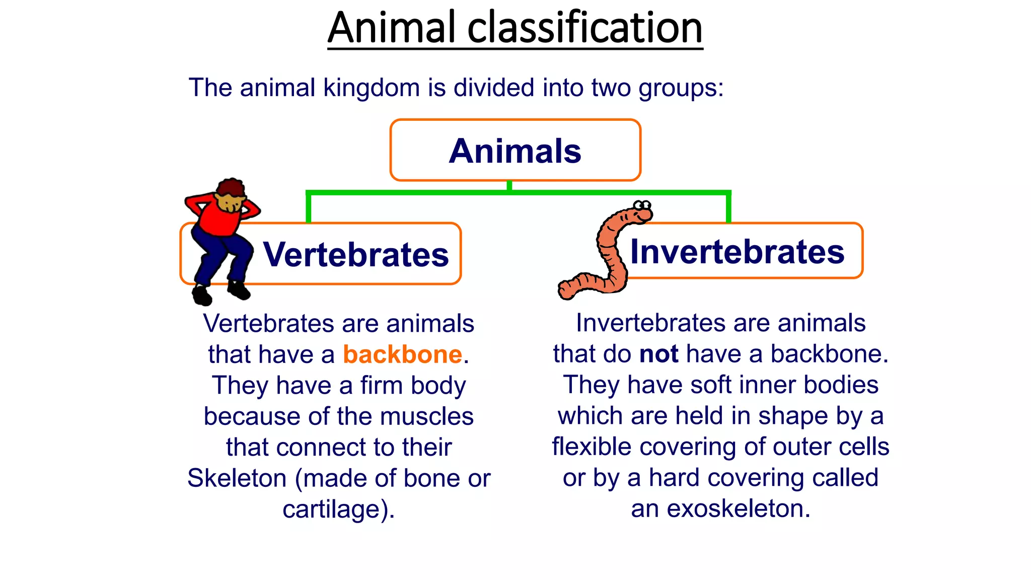Animal classification
InvertebratesVertebrates
Animals
Invertebrates are animals
that do not have a backbone.
They have soft inner bodies
which are held in shape by a
flexible covering of outer cells
or by a hard covering called
an exoskeleton.
Vertebrates are animals
that have a backbone.
They have a firm body
because of the muscles
that connect to their
Skeleton (made of bone or
cartilage).
The animal kingdom is divided into two groups:
 
