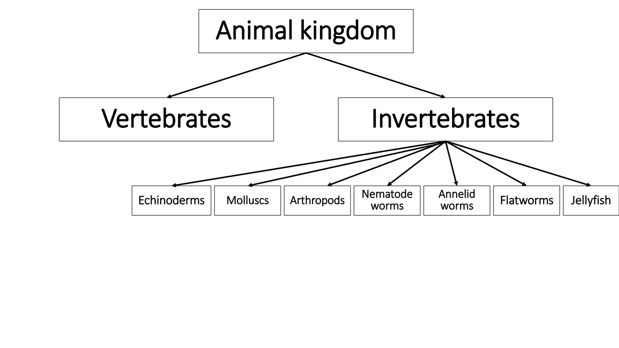 Animal kingdom
Vertebrates Invertebrates
JellyfishFlatworms
Annelid
worms
Nematode
wormsArthropodsMolluscsEchinoderms
 