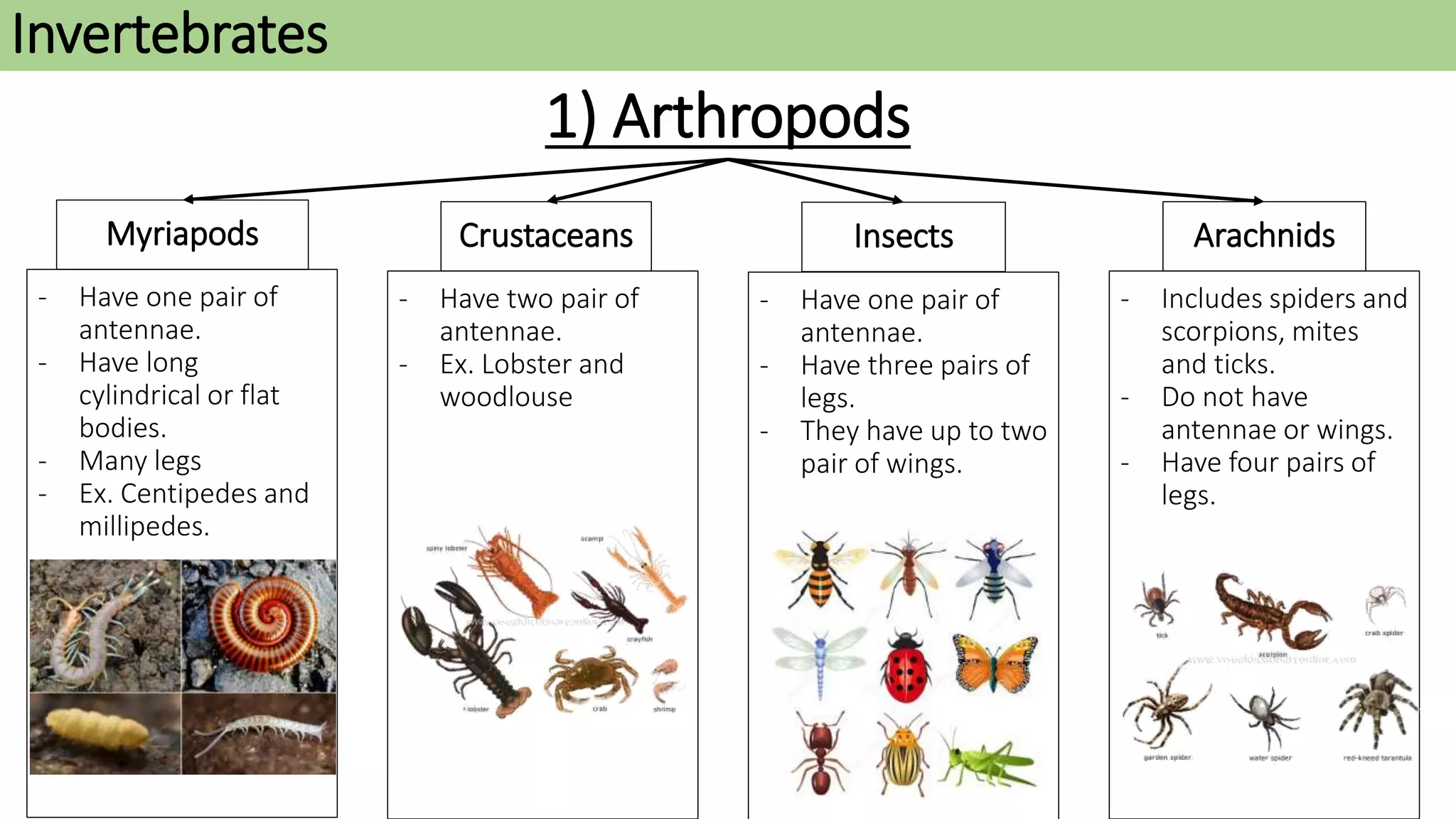 1) Arthropods
ArachnidsInsectsCrustaceansMyriapods
- Includes spiders and
scorpions, mites
and ticks.
- Do not have
antennae or wings.
- Have four pairs of
legs.
- Have one pair of
antennae.
- Have three pairs of
legs.
- They have up to two
pair of wings.
- Have two pair of
antennae.
- Ex. Lobster and
woodlouse
- Have one pair of
antennae.
- Have long
cylindrical or flat
bodies.
- Many legs
- Ex. Centipedes and
millipedes.
Invertebrates
 
