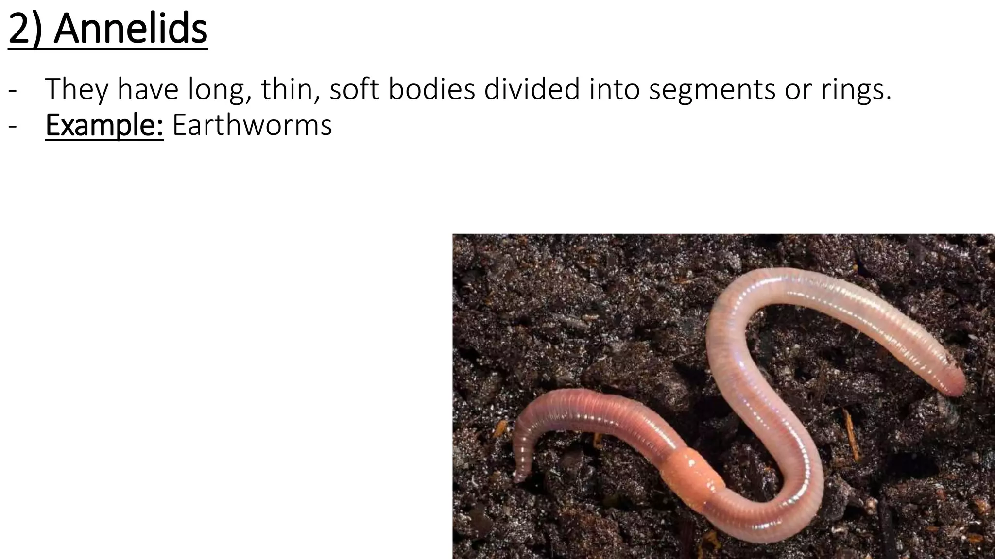 2) Annelids
- They have long, thin, soft bodies divided into segments or rings.
- Example: Earthworms
 