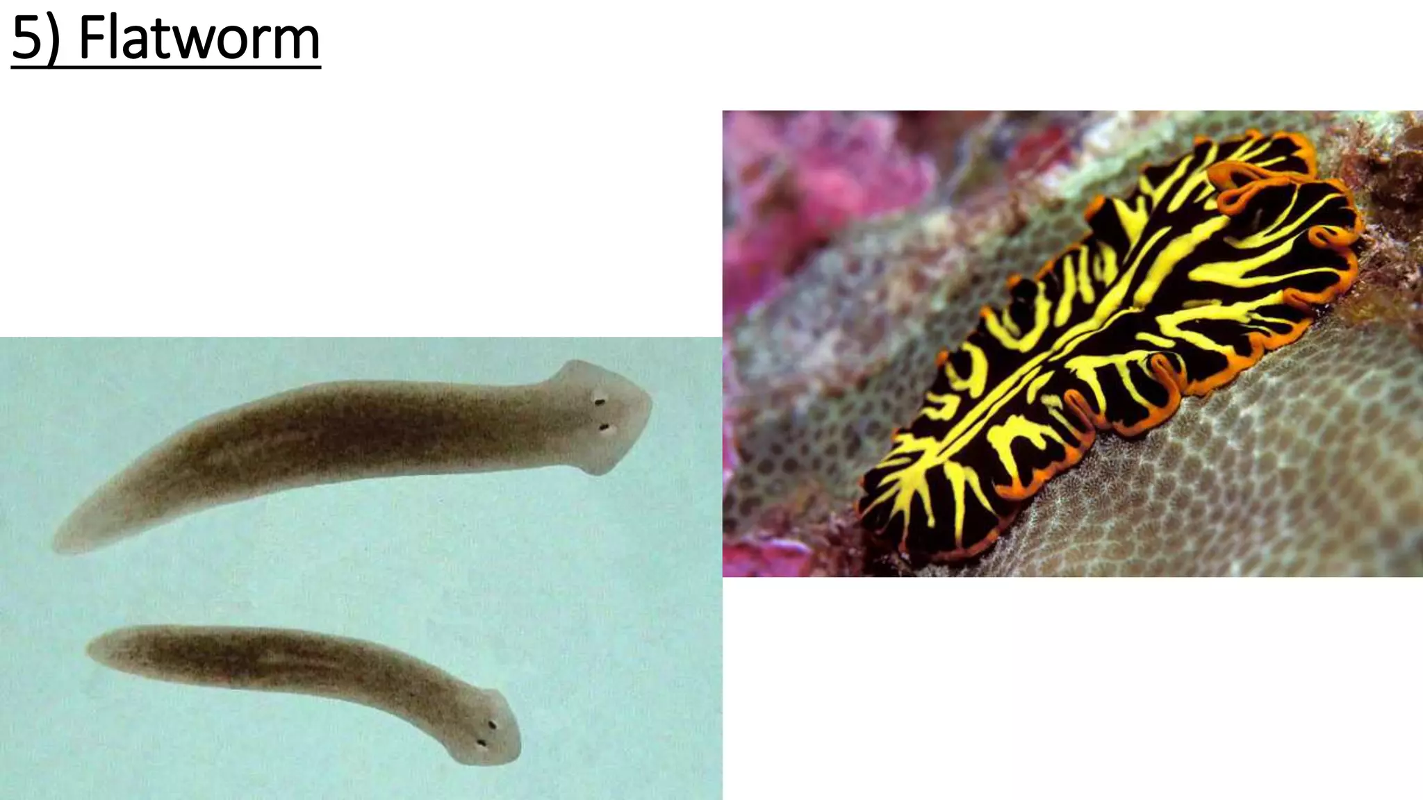 5) Flatworm
 