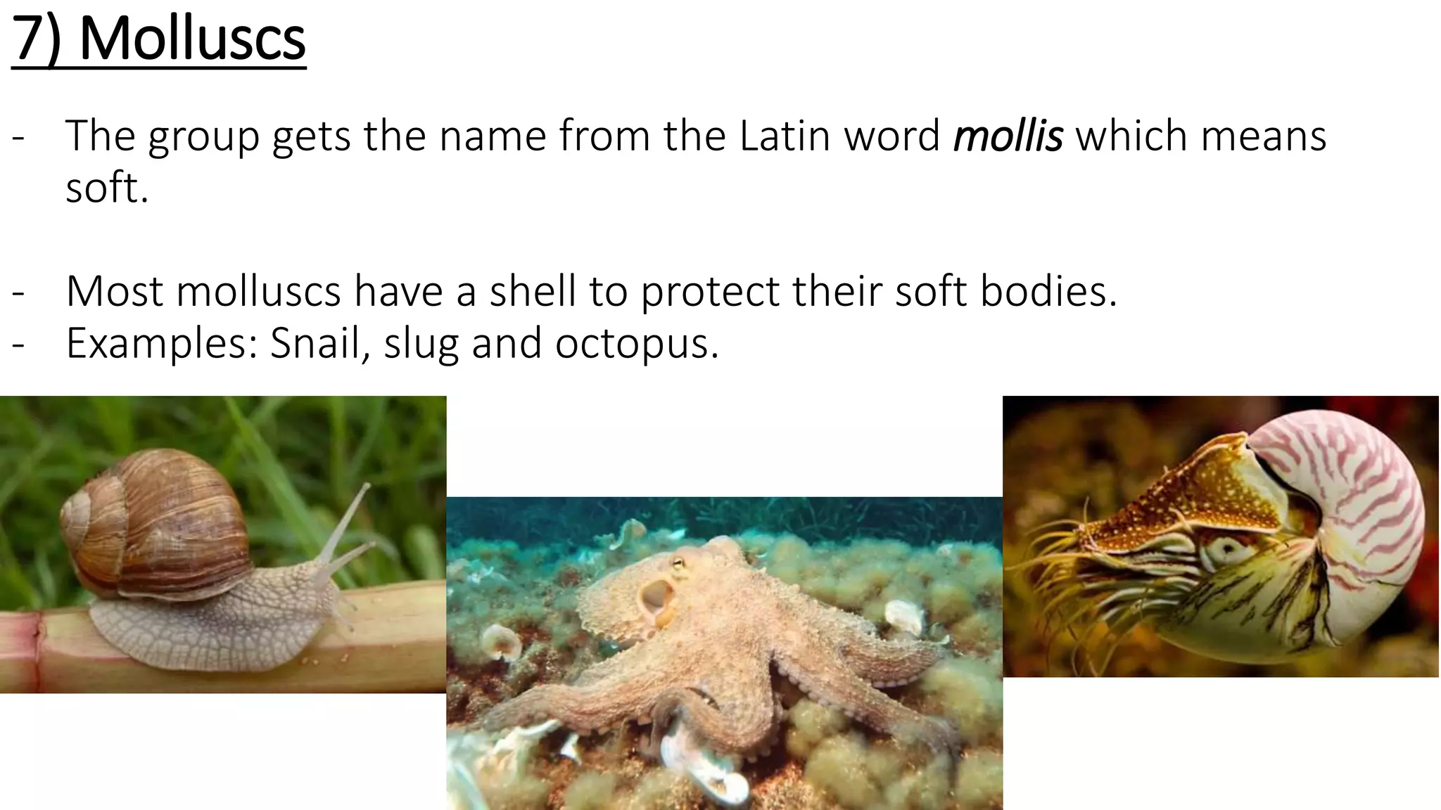 7) Molluscs
- The group gets the name from the Latin word mollis which means
soft.
- Most molluscs have a shell to protect their soft bodies.
- Examples: Snail, slug and octopus.
 