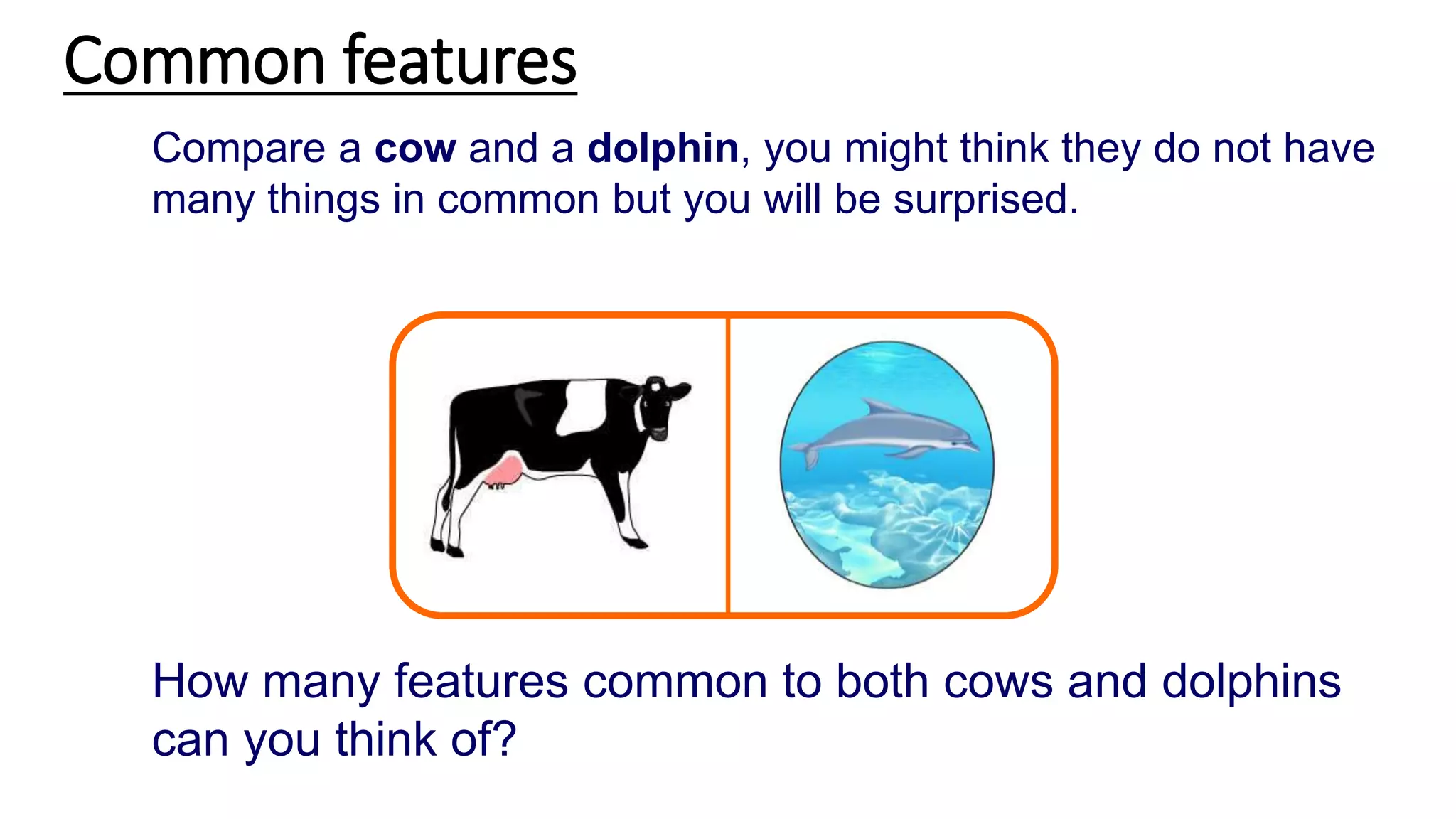 How many features common to both cows and dolphins
can you think of?
Common features
Compare a cow and a dolphin, you might think they do not have
many things in common but you will be surprised.
 