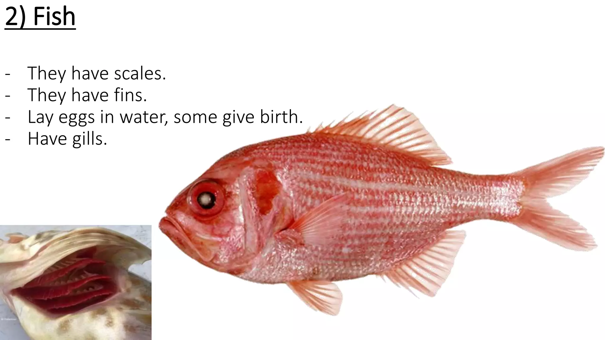 2) Fish
- They have scales.
- They have fins.
- Lay eggs in water, some give birth.
- Have gills.
 