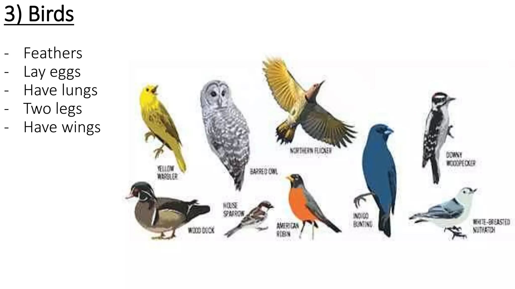 3) Birds
- Feathers
- Lay eggs
- Have lungs
- Two legs
- Have wings
 