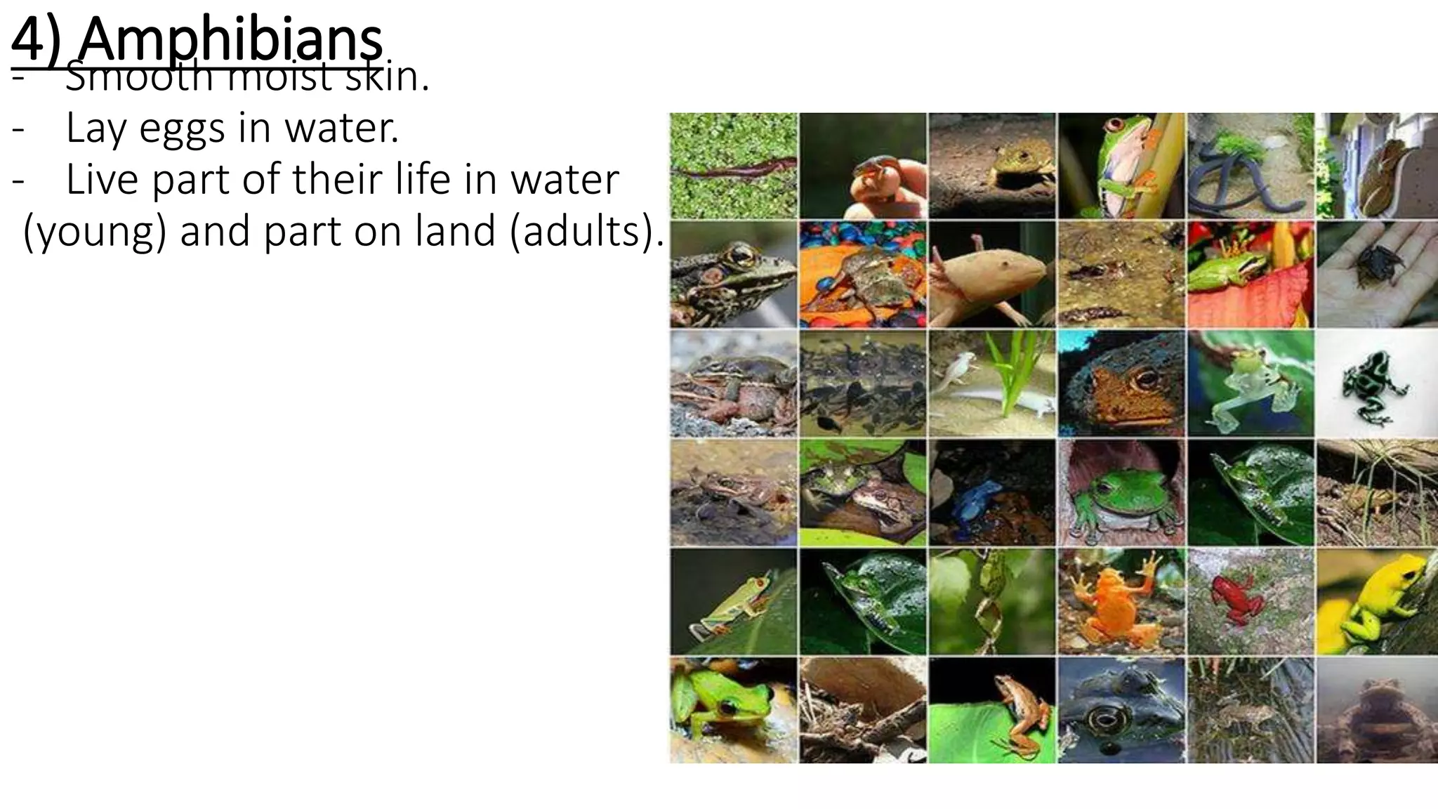 4) Amphibians- Smooth moist skin.
- Lay eggs in water.
- Live part of their life in water
(young) and part on land (adults).
 