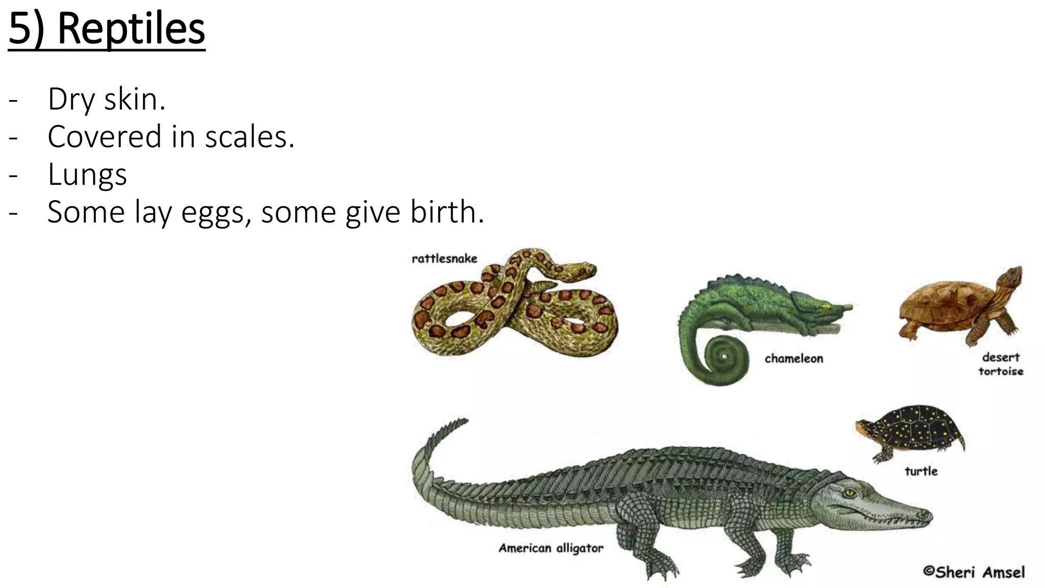 5) Reptiles
- Dry skin.
- Covered in scales.
- Lungs
- Some lay eggs, some give birth.
 
