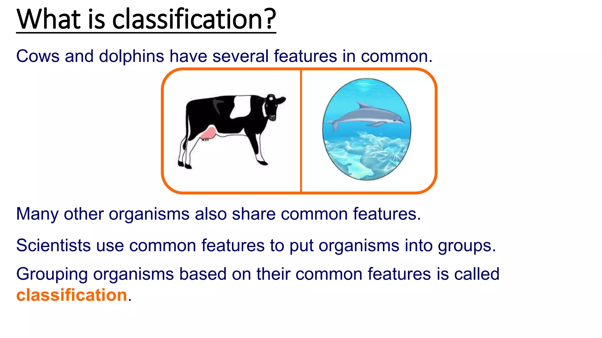 Cows and dolphins have several features in common.
Many other organisms also share common features.
Scientists use common features to put organisms into groups.
Grouping organisms based on their common features is called
classification.
What is classification?
 