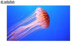 4) Jellyfish
 