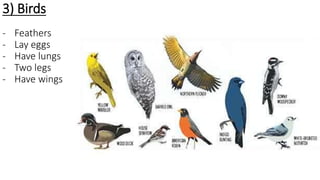 3) Birds
- Feathers
- Lay eggs
- Have lungs
- Two legs
- Have wings
 