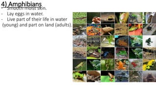 4) Amphibians- Smooth moist skin.
- Lay eggs in water.
- Live part of their life in water
(young) and part on land (adults).
 
