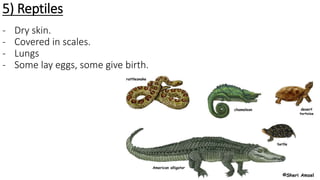 5) Reptiles
- Dry skin.
- Covered in scales.
- Lungs
- Some lay eggs, some give birth.
 