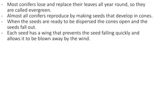 - Most conifers lose and replace their leaves all year round, so they
are called evergreen.
- Almost all conifers reproduce by making seeds that develop in cones.
- When the seeds are ready to be dispersed the cones open and the
seeds fall out.
- Each seed has a wing that prevents the seed falling quickly and
allows it to be blown away by the wind.
 