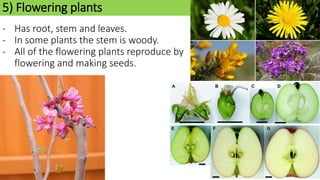 5) Flowering plants
- Has root, stem and leaves.
- In some plants the stem is woody.
- All of the flowering plants reproduce by
flowering and making seeds.
 