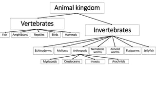 Animal kingdom
Vertebrates
Invertebrates
JellyfishFlatworms
Annelid
worms
Nematode
wormsArthropodsMolluscsEchinoderms
ArachnidsInsectsCrustaceansMyriapods
BirdsReptilesAmphibians MammalsFish
 