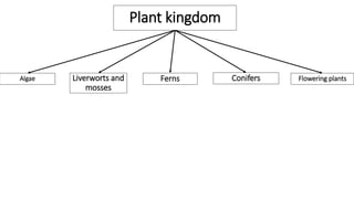 Plant kingdom
ConifersFernsLiverworts and
mosses
Flowering plantsAlgae
 