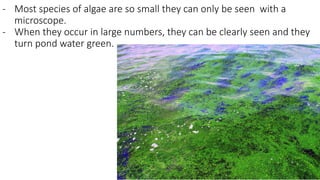 - Most species of algae are so small they can only be seen with a
microscope.
- When they occur in large numbers, they can be clearly seen and they
turn pond water green.
 