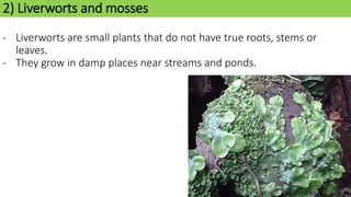 2) Liverworts and mosses
- Liverworts are small plants that do not have true roots, stems or
leaves.
- They grow in damp places near streams and ponds.
 
