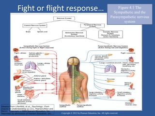 Fight or flight response…
Copyright © 2012 by Pearson Education, Inc. All rights reserved.
Figure 4.1 The
Sympathetic and the
Parasympathetic nervous
system
Adapted from Lilienfeld, et al., Psychology: From
Inquiry to Understanding (p.121). Pearson/Allyn and
Bacon. Copyright © 2009 Pearson Education, Inc.
Reprinted by permission of Pearson Education, Inc.
 