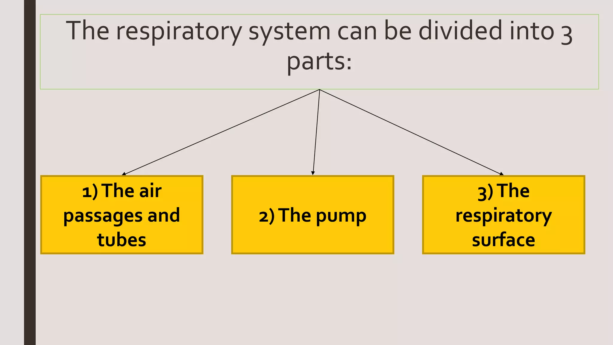 Ch.5. the respiratory system | PPTX