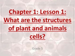 Chapter 1: Lesson 1:
What are the structures
of plant and animals
cells?
Grade 5
 
