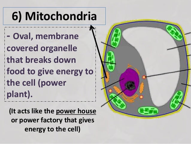 Ch.1.less.1. what are the structures of plant and animals cells