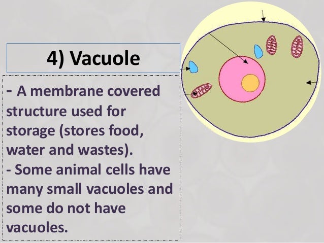What Stores Water Wastes And Food What Stores Water Wastes And Food
