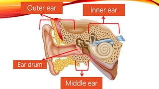 Outer ear
Middle ear
Inner ear
Ear drum
 