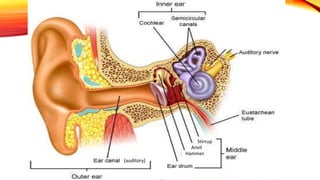 Stirrup
Anvil
Hammer
(auditory)
 