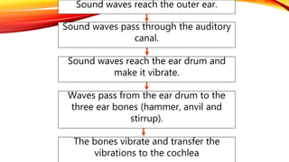Sound waves reach the outer ear.
Sound waves pass through the auditory
canal.
Sound waves reach the ear drum and
make it vibrate.
Waves pass from the ear drum to the
three ear bones (hammer, anvil and
stirrup).
The bones vibrate and transfer the
vibrations to the cochlea
 