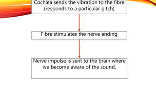 Cochlea sends the vibration to the fibre
(responds to a particular pitch)
Fibre stimulates the nerve ending
Nerve impulse is sent to the brain where
we become aware of the sound.
 