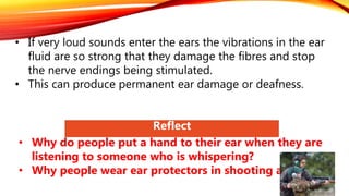 • If very loud sounds enter the ears the vibrations in the ear
fluid are so strong that they damage the fibres and stop
the nerve endings being stimulated.
• This can produce permanent ear damage or deafness.
Reflect
• Why do people put a hand to their ear when they are
listening to someone who is whispering?
• Why people wear ear protectors in shooting activities?
 