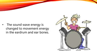• The sound wave energy is
changed to movement energy
in the eardrum and ear bones.
 