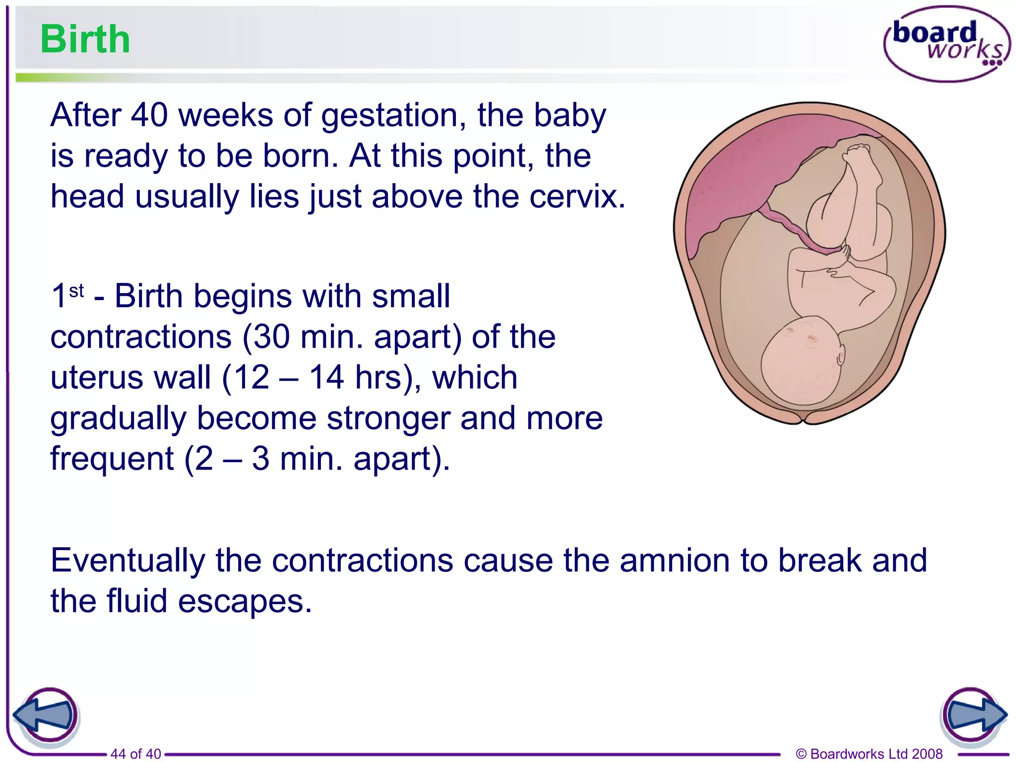Ch.6.reproduction in humans | PPT