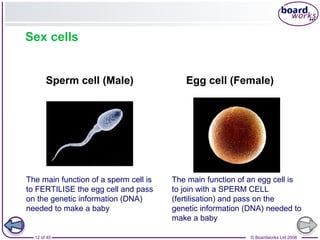 12 of 40 © Boardworks Ltd 2008
Sex cells
Sperm cell (Male) Egg cell (Female)
The main function of a sperm cell is
to FERTILISE the egg cell and pass
on the genetic information (DNA)
needed to make a baby
The main function of an egg cell is
to join with a SPERM CELL
(fertilisation) and pass on the
genetic information (DNA) needed to
make a baby
 