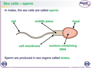 13 of 40 © Boardworks Ltd 2008
Sex cells – sperm
Sperm are produced in sex organs called testes.
In males, the sex cells are called sperm.
headtail middle piece
cell membrane nucleus containing
DNA
 