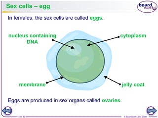 14 of 40 © Boardworks Ltd 2008
Sex cells – egg
Eggs are produced in sex organs called ovaries.
In females, the sex cells are called eggs.
nucleus containing
DNA
membrane jelly coat
cytoplasm
 