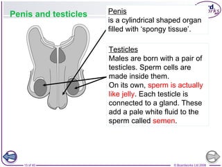 15 of 40 © Boardworks Ltd 2008
Penis and testicles Penis
is a cylindrical shaped organ
filled with ‘spongy tissue’.
Testicles
Males are born with a pair of
testicles. Sperm cells are
made inside them.
On its own, sperm is actually
like jelly. Each testicle is
connected to a gland. These
add a pale white fluid to the
sperm called semen.
 